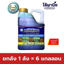 ยกลัง 1 ลัง = 6 แกลลอน