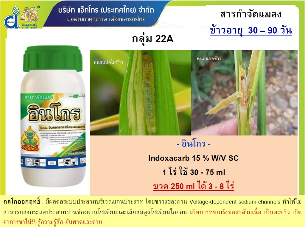 อินโกร.webp