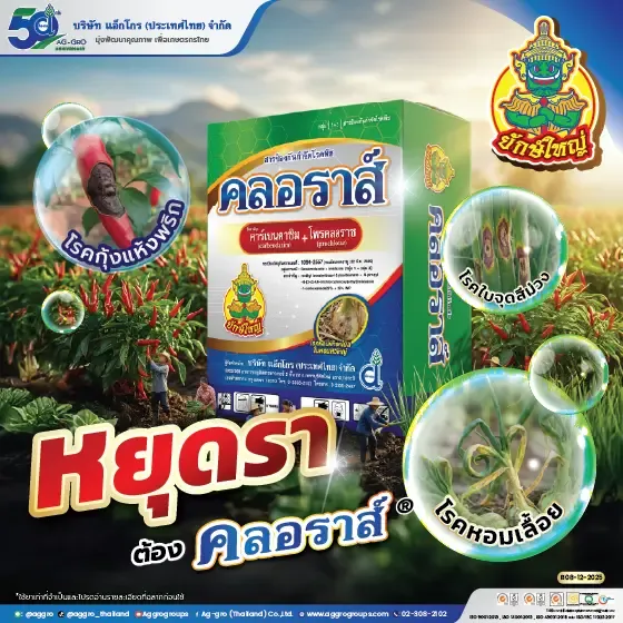 คลอราส์.webp