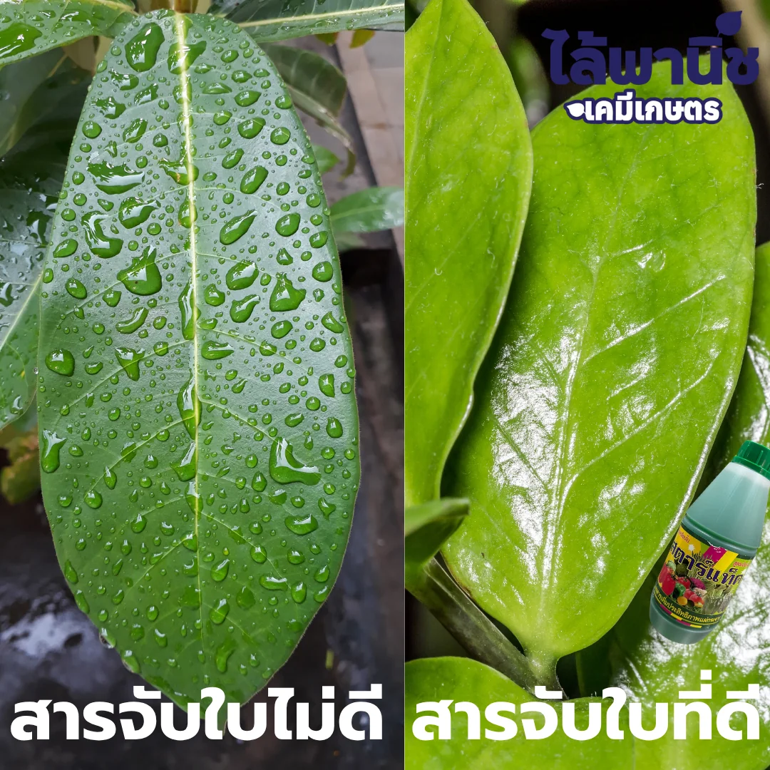 สตาร์แท็ค 5L แกลลอน [สารจับใบ] ลัง×6_กราฟฟิก
