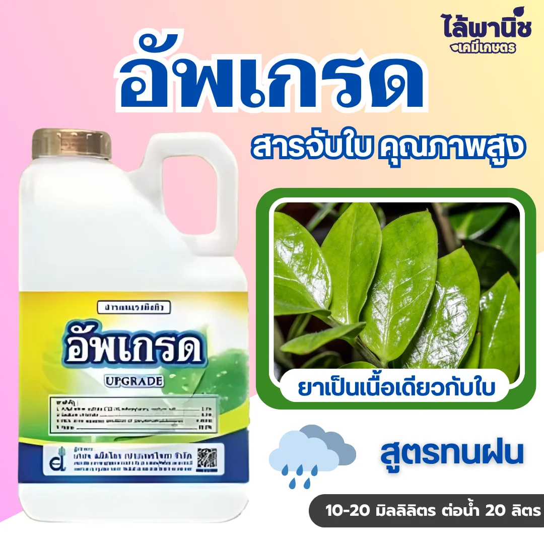อัพเกรด 5L แกลลอน [สารจับใบ] ลัง×4_กราฟฟิก
