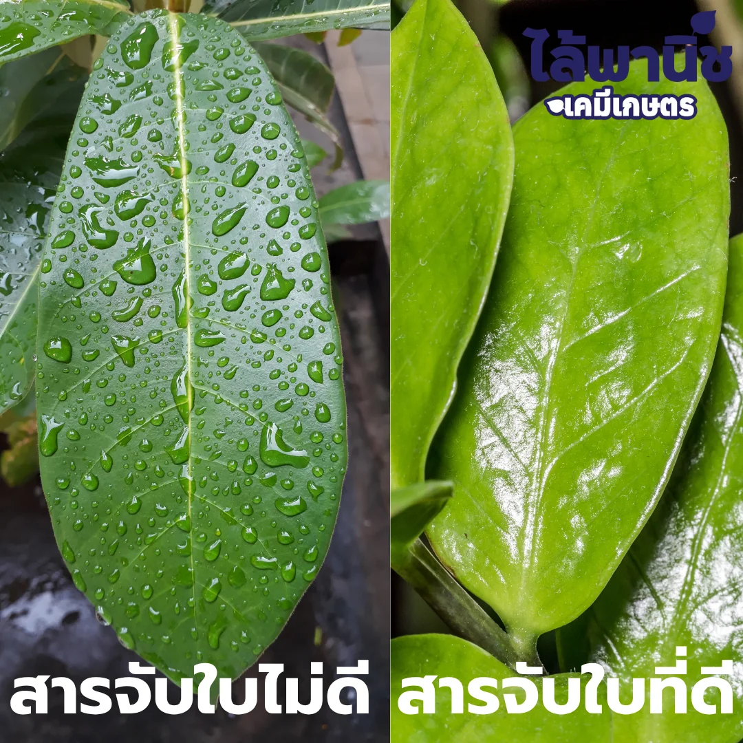 อัพเกรด 5L แกลลอน [สารจับใบ] ลัง×4_กราฟฟิก_3