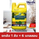 ยกลัง 1 ลัง = 6 แกลลอน