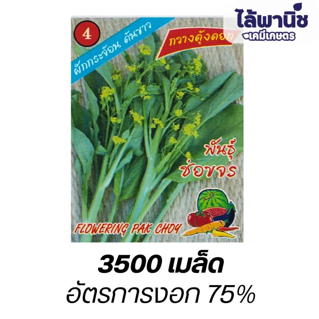 กวางตุ้งดอกพันธุ์ช่อขจร (ตราตอง3) ซอง