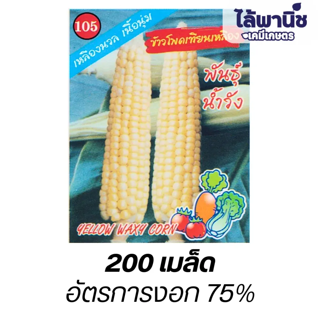 ข้าวโพดเทียนเหลือง พันธุ์น้ำวังตองสาม (ตราตอง3) ซอง
