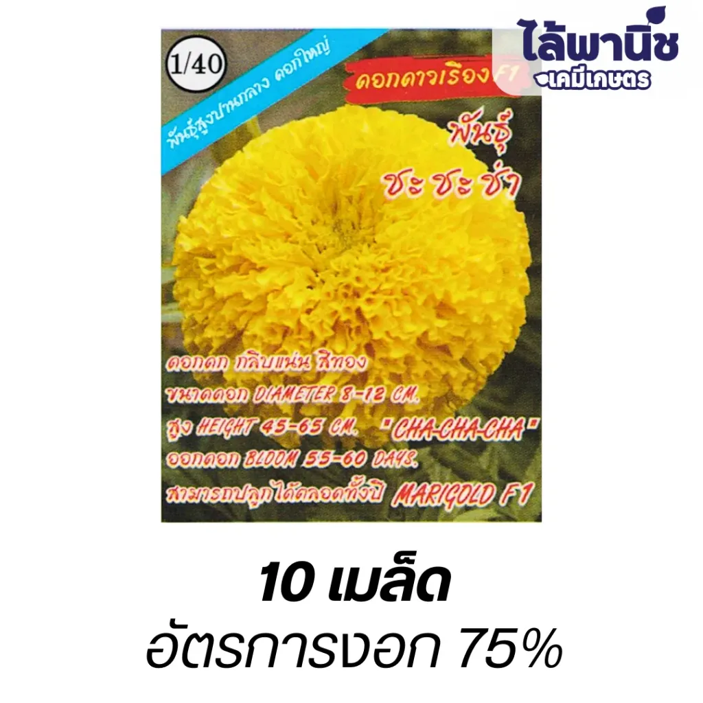 ดอกดาวเรืองF1"พันธุ์ชะชะช่า" (ตราปลาทองตอง3) ซอง